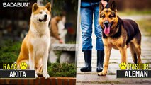 Las razas de perros más leales del mundo