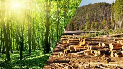 World Environment Day : Toilet Papers के लिए हर दिन दी जाती है 27,000 Trees की बलि | वनइंडिया हिंदी