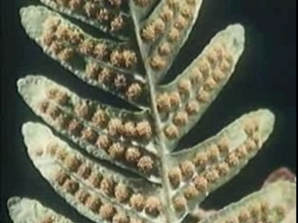 Polypode