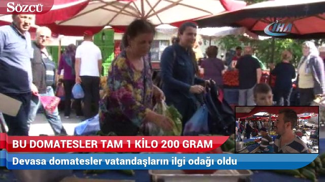 Bu domatesler tam 1 kilo 200 gram