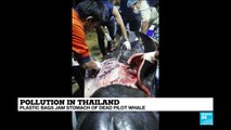 Thailand: Plastic bags jam stomach of dead pilot whale