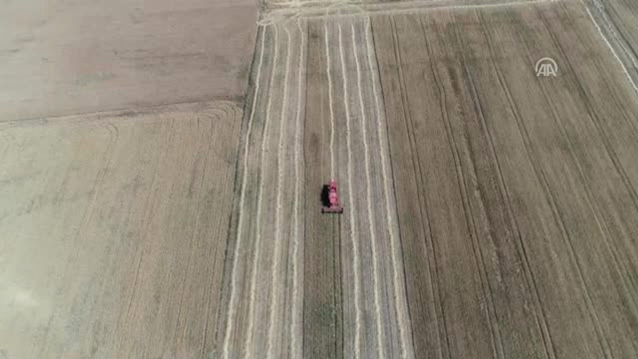 Edirne'de Buğday Hasadı Başladı