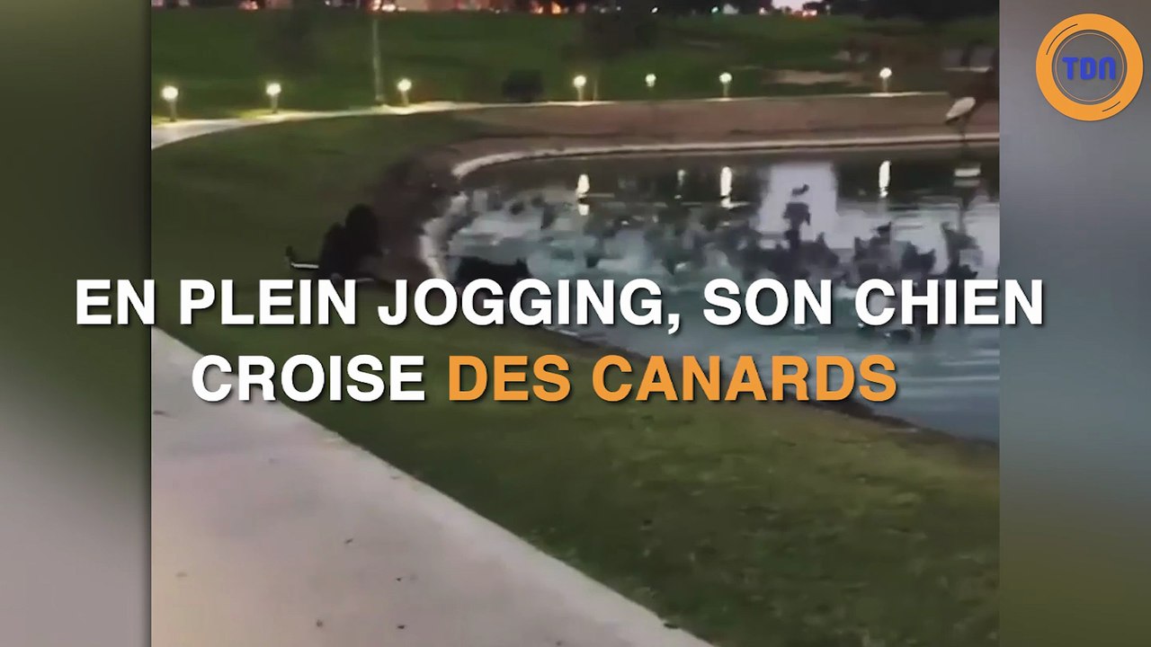 Son chien croise des canards dans un lac