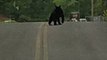 Bear Strolls Across the Street in Tennessee Neighborhood
