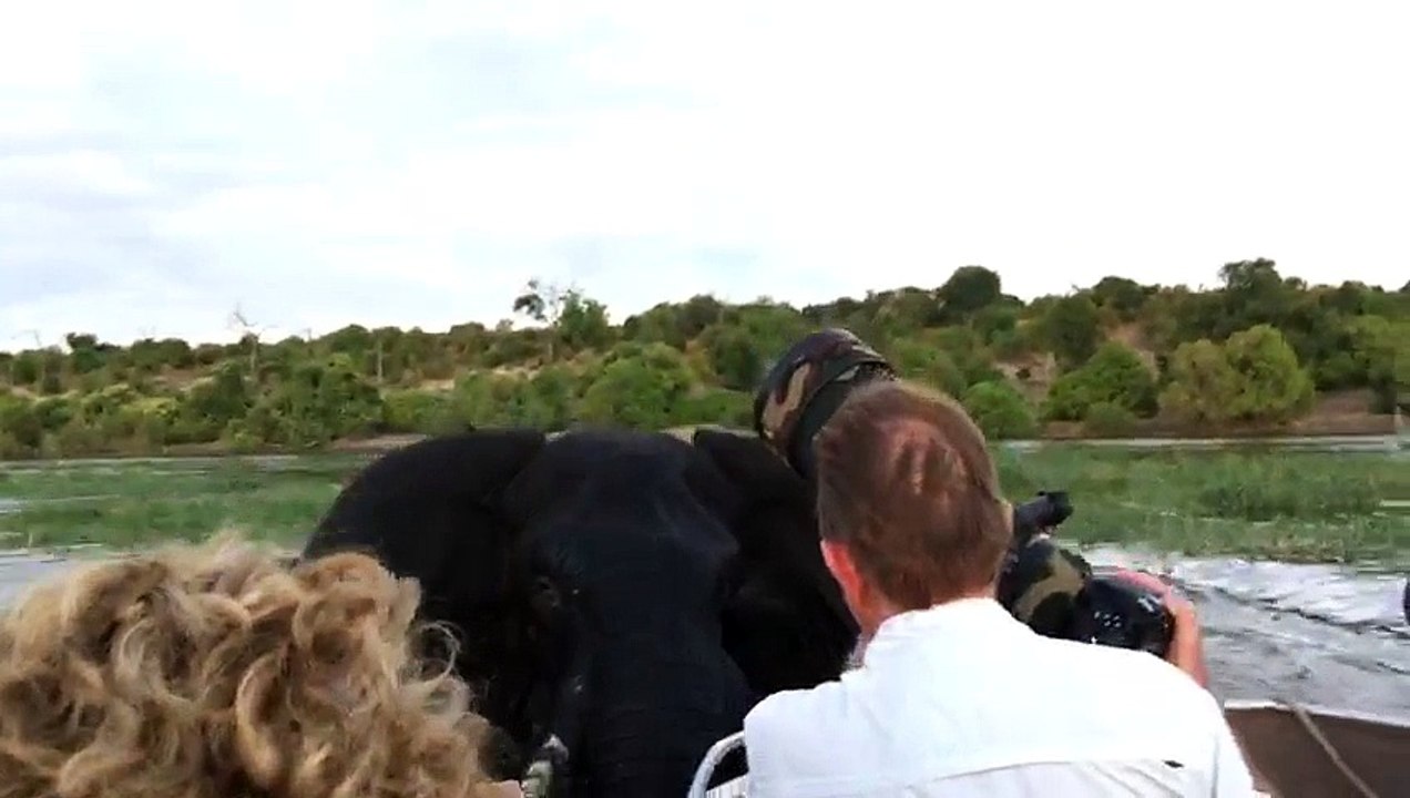 Elephant Charges & Hits Boat - Latest Sightings Pty Ltd