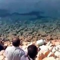 تم تصوير هذا الفيديو يوم الأمس لعدد من أسماك القرش في مدينة 