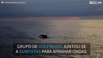 Golfinhos juntam-se a surfistas na África do Sul