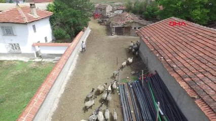 Eskişehir Ukrayna&#039;dan Getirdiği &#039;Kokusuz&#039; Koyunları Eskişehir&#039;de Satıyor