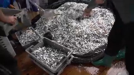 Világnap az illegális halászat ellen