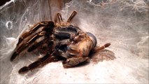 Watch a tarantula moult in time-lapse video