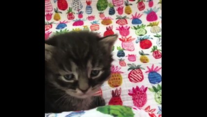 Best 10 cats collection in America Funny and cate no fear of water and anything