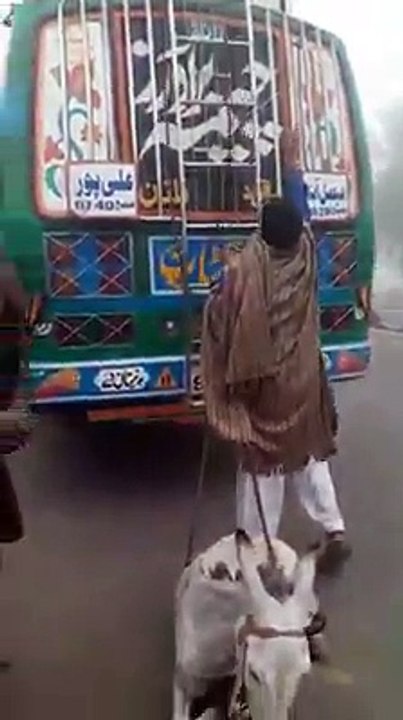 donkey funny clip on bus