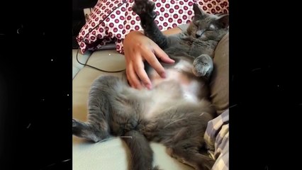 Crazy and Funny cats Compilation & Laught all the time