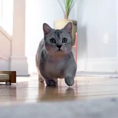 This Is What Everyone Gets Wrong About Cats