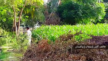 Punjab Village Life & Mud Houses _ Natural Scenes In Pakistan