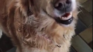 Dog reacts to her Cancer test results.