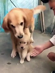 Parenting Dog Has A Hard Time Letting Go Of Her Baby