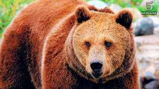 Top 5 Interesting Facts about Bear