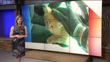 Kitten Rescued by Officer After Allegedly Being Thrown by Suspect on Meth