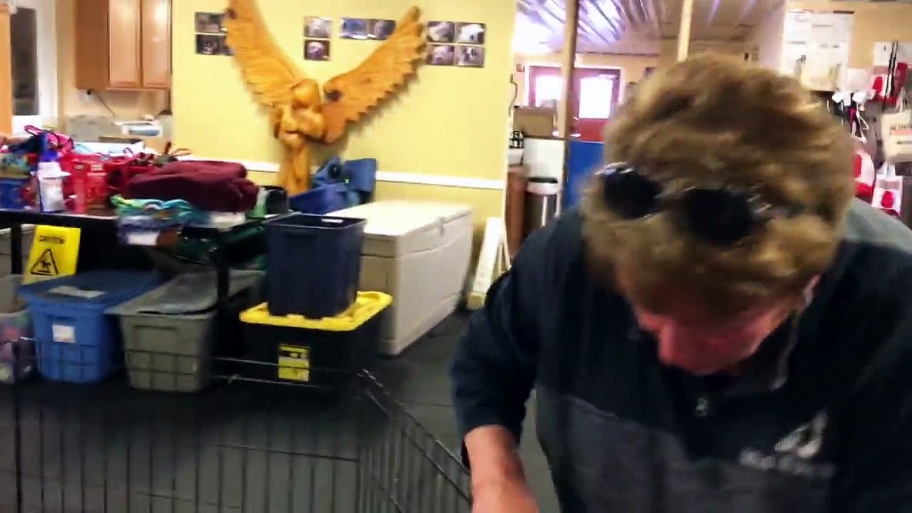 Rescued Chihuahua experiences cozy bed for the first time