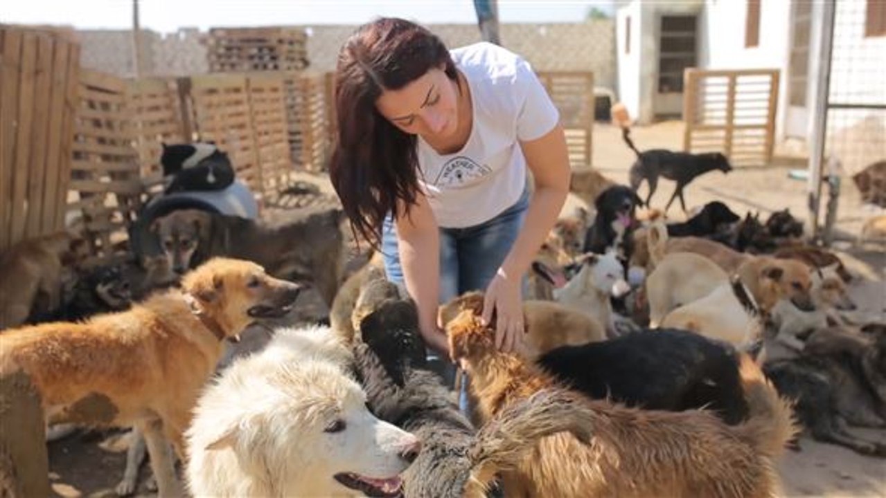 Vergewaltigt und misshandelt: Schutz für Streuner in Ägypten