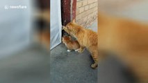 Mother cat shuts kitten outside door