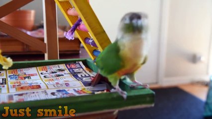 Funny And Cute Dancing Parrots Compilation 2018