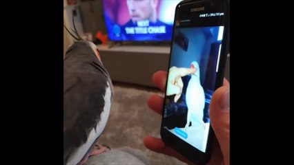 Funny Parrots and Cute Birds Compilation #4 - 2018