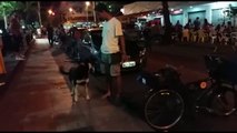 Cadela obediente faz sucesso nas ruas de Vitória