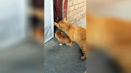 Mother cat shuts kitten outside door