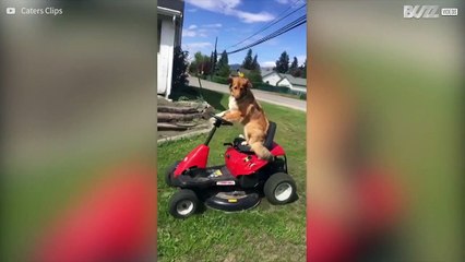 Ce chien tond parfaitement la pelouse