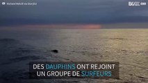 Surf avec des dauphins en Afrique du Sud