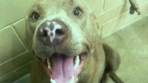 Pregnant dog euthanized giving birth at kennel volunteer says