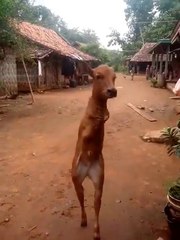 Amazing cow look so funny but I'm feel pity - Dinosaur Cow