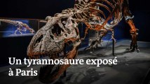 Voici à quoi ressemble le squelette de tyrannosaure exposé au Jardin des plantes de Paris