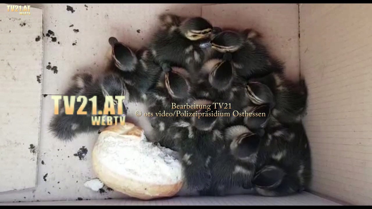 Familienzusammenführung der besonderen Art