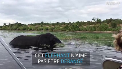 Un éléphant furieux s'en prend à des touristes