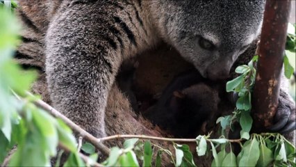 Première naissance en captivité d'un ours Couscous en Pologne