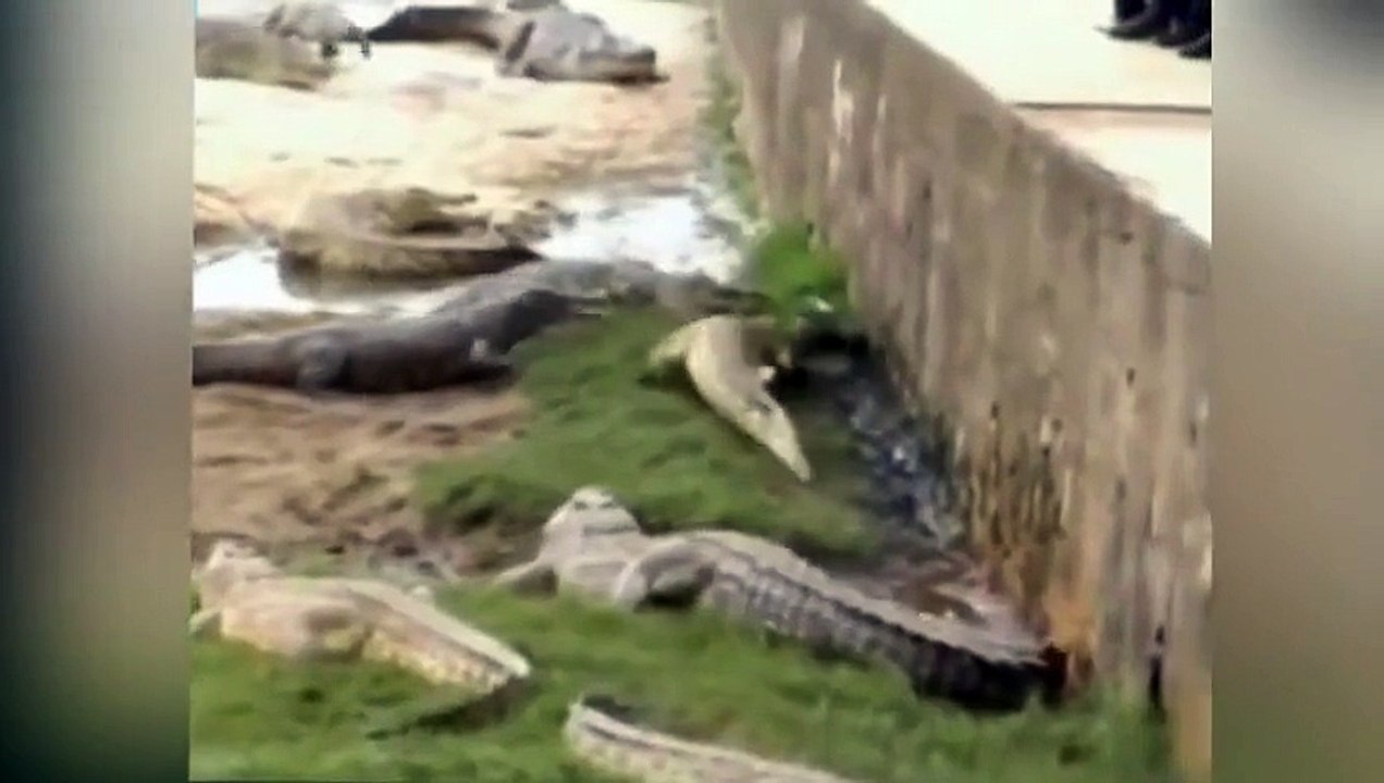 Cocodrilo se come a hombre - Cocodrilo se come a hombre
