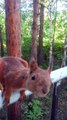 Feeding Cute Squirrel in the Park