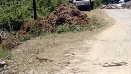Battle Between Mongoose Vs. Big Snake