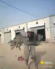 Insan Ha Ya Gadha Bato Jaldi Cheak Kro
