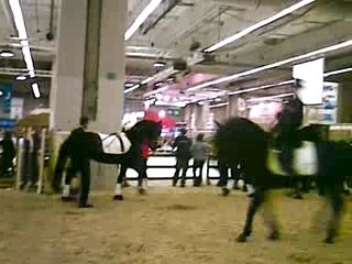 Salon du cheval: haras du Loup Pendu