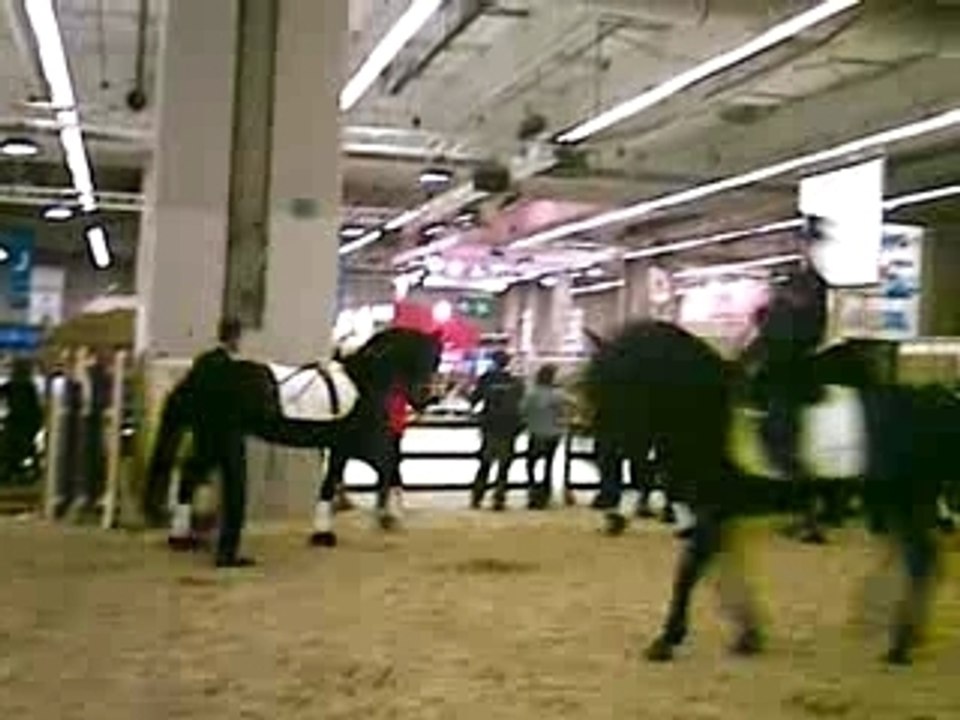 Salon du cheval: haras du Loup Pendu