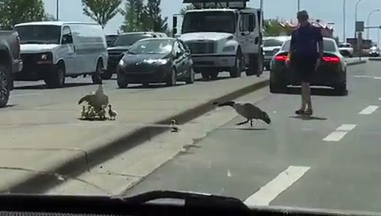 Cette oie protège ses poussins... de qqun qui les aide à traverser la route !