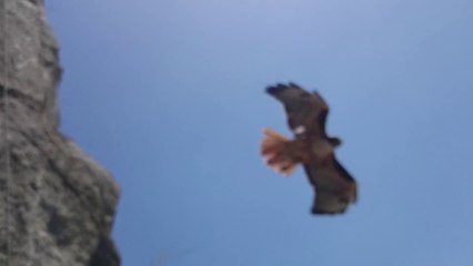 Un alpiniste se fait charger par un aigle en pleine ascension en montagne