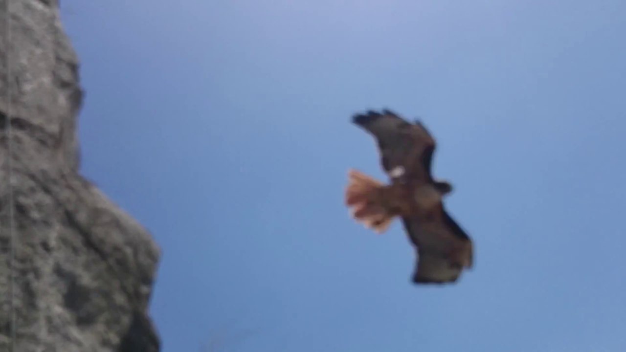 Un alpiniste se fait charger par un aigle en pleine ascension en montagne
