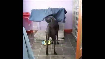 Download Video: Regardez ce chien qui va se coucher... Juste HILARANT