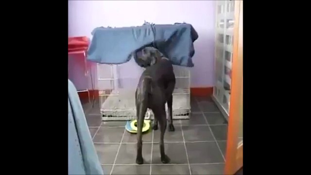 Regardez ce chien qui va se coucher... Juste HILARANT