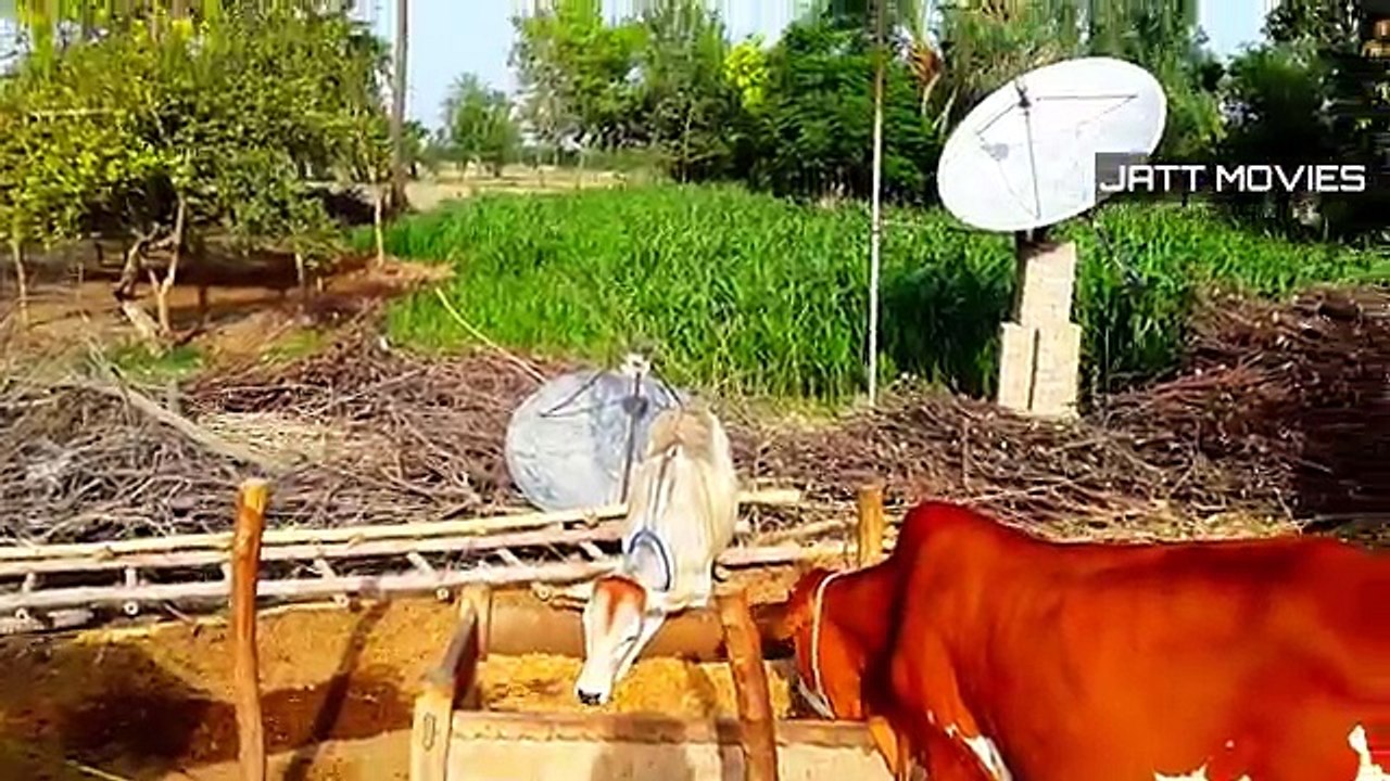 Pind Life In Punjab _ Natural Village Life In Pakistan - video Dailymotion